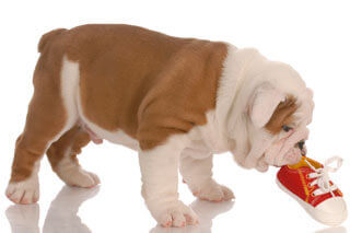 puppy with shoe