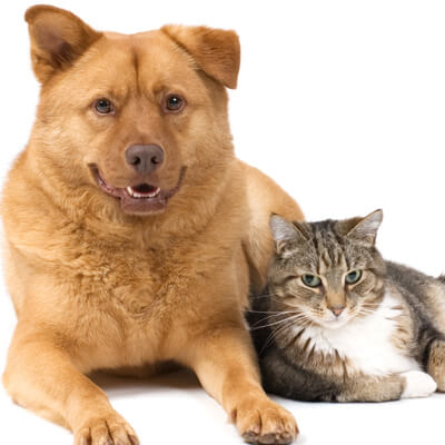 Cat and dog Cat and dog