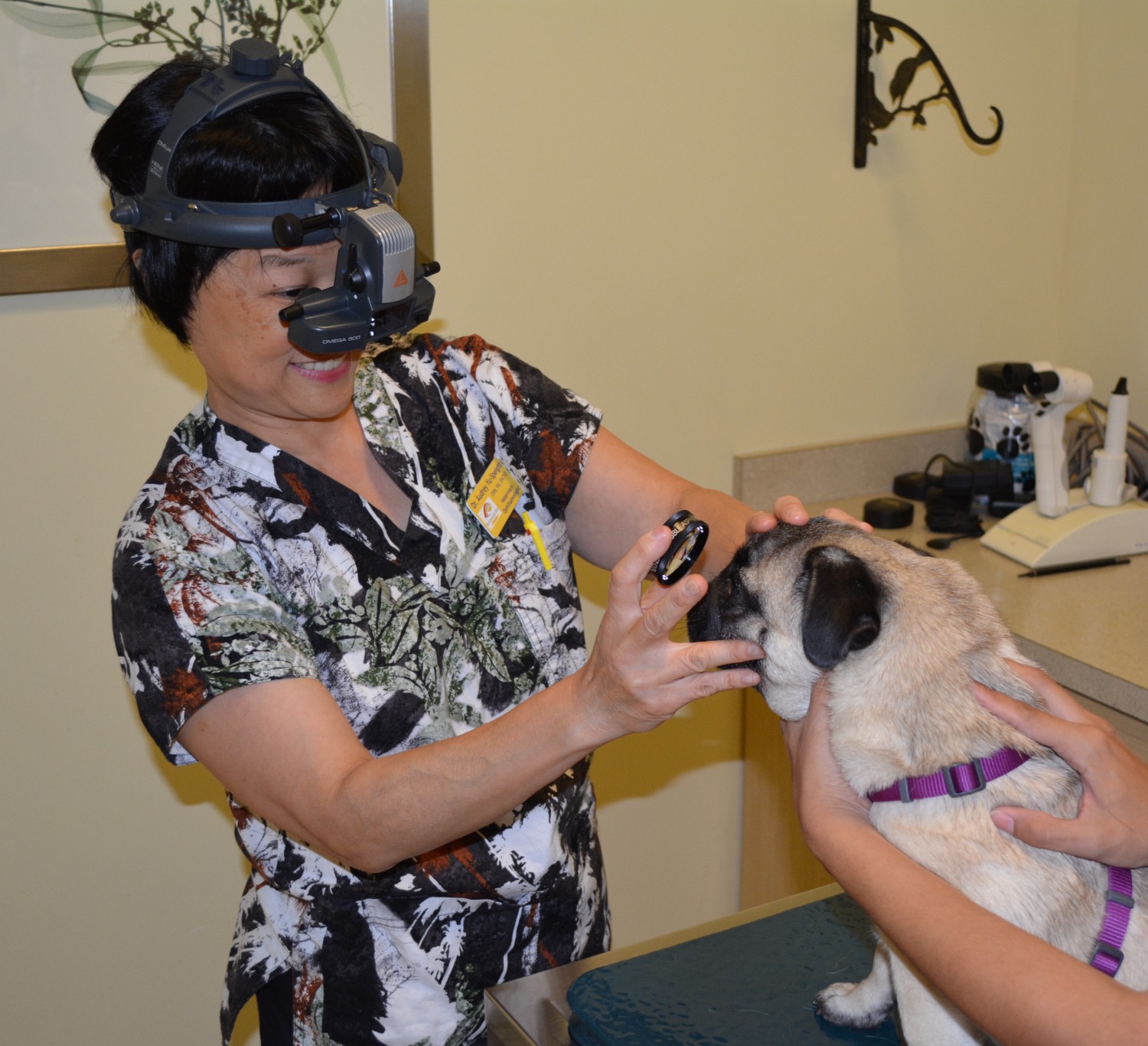 veterinary eye specialist