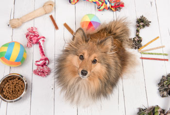 dog with toys