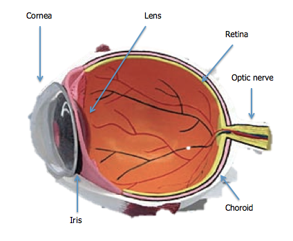 eye anatomy model