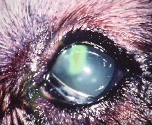 corneal ulcer 