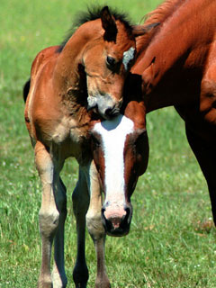 Horse and foal